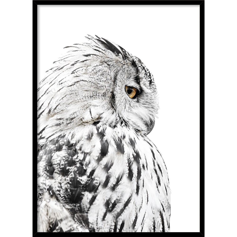 Keretezett poszter 50x70 cm Owl – Styler