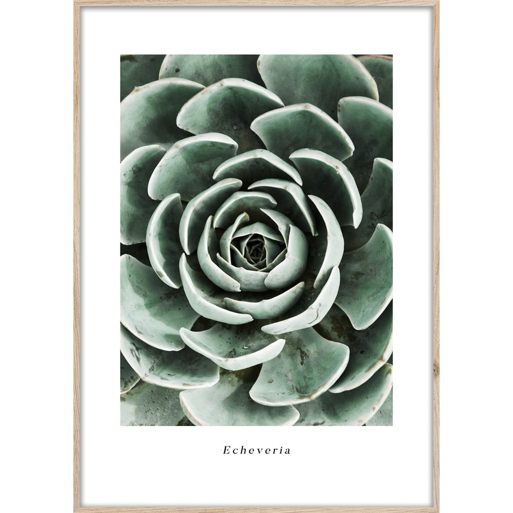 Keretezett poszter 50x70 cm Echeveria – Styler