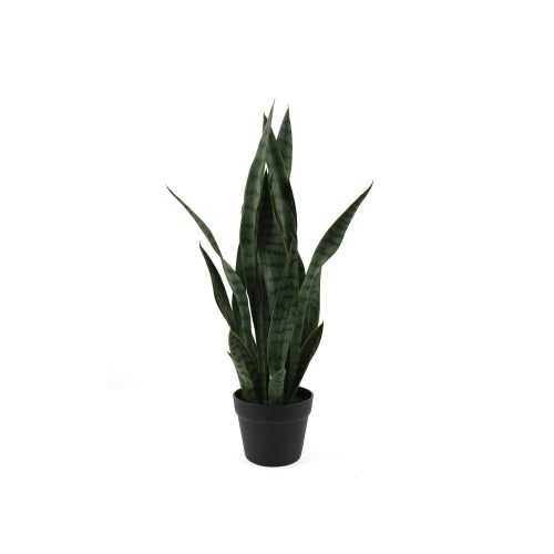 Szárított növény (magasság 66 cm) Sansevieria – PT LIVING