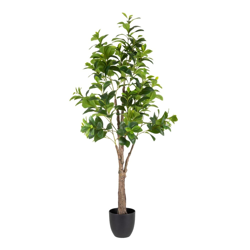 Műnövény (magasság 145 cm) Peperomia – Ixia