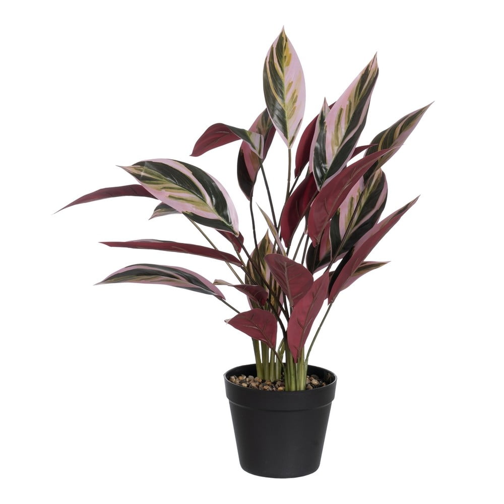 Műnövény (magasság 55 cm) Bird of Paradise – Ixia